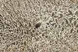 Polished Dinosaur Bone (Gembone) Slab - Morocco #290293-1
